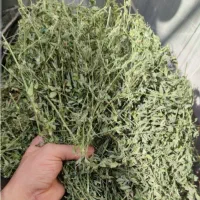یونجه بنچه شده