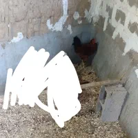 خروس جوجه محلی