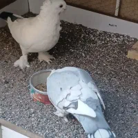 تخم کبوتر نقش ( بلژیکی)|پرنده|سیرجان, |دیوار