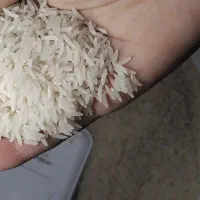 برنج دمسیاه شمال