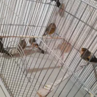 قناری نر شلاقی و مست (خوشرنگ)|پرنده|اصفهان, قلعه طبره|دیوار