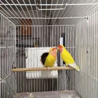 یک جفت کوتوله صورت هلویی