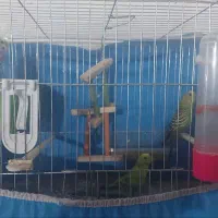 یک جفت مرغ عشق با کلیه تجهیزات|پرنده|قزوین, |دیوار