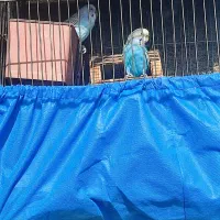 مرغ عشق ماده معاوضه|پرنده|تهران, شهرک زینبیه|دیوار