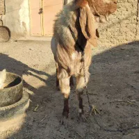 بز نر نسل دار