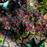 گل اپارتمانی|گل و گیاه طبیعی|قزوین, |دیوار