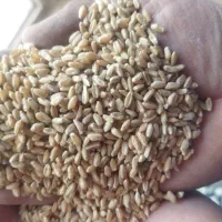 گندم تمیز کبیر