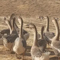 غوغاز اصل افریقایی سنگین وزن