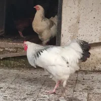 تخم نطفه دار برهما|حیوانات مزرعه|سنگر, |دیوار