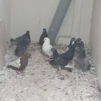 ۱۰عدد کفتر بوم، جوجه بوم پرشی