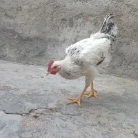 خروس|حیوانات مزرعه|اردبیل, |دیوار
