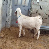 بز گوش دراز آبستن و میش ابستن