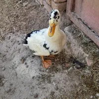 اردک|حیوانات مزرعه|محلات, |دیوار