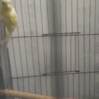 قناری ماده اماده.|پرنده|پیر بکران, |دیوار