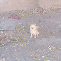 سگ پاکوتاه نرقیمت یک میلیون