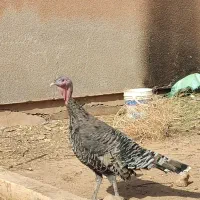 بوقلمون ماده|حیوانات مزرعه|پائین جام, |دیوار