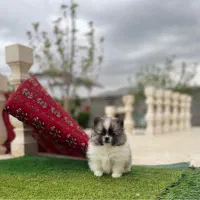 سگ پامر خرسی پاندایی