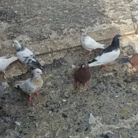 کبوتر تهرانی و دورگ|پرنده|پاکدشت, پاکدشت (مامازند)|دیوار