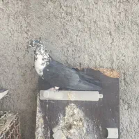 ماده کاشونی پرش بالا معاوضه