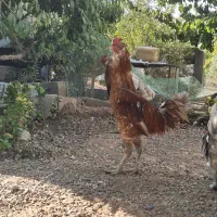 خروس لاری دو رگ یکساله|حیوانات مزرعه|کوهسار (البرز), |دیوار