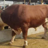 فروش انواع گوساله هایه پرواری و داشتی|حیوانات مزرعه|بندر ترکمن, |دیوار