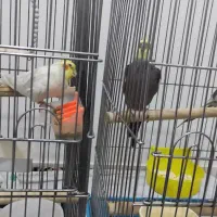 چهار عدد طوطی با قفس|پرنده|سنندج, |دیوار