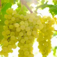 پیش فروش نهال انگور سفیدبیدانه|خدمات باغبانی و درختکاری|چنگ الماسی, |دیوار