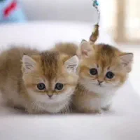 بچه گربه اسکاتیش و بریتیش