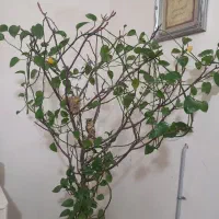 گل طبیعی پیچکی|گل و گیاه طبیعی|شریف‌آباد, |دیوار