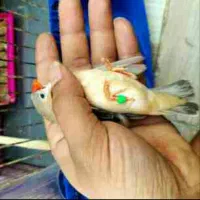 جفت اورنج و دو ماده کیفیت بالا