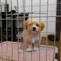 شیتزو شیتسو آپارتمانی خانگی اتاقی فانتزی پاکوتاه