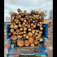 درخت تروخشک