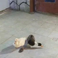 دو عدد اردک|حیوانات مزرعه|جعفرآباد, |دیوار