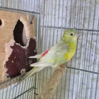 طوطی آوازه خوان|پرنده|اهواز, زندوکیلی|دیوار