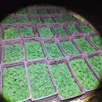 نشا هندوانه ای جی سفید 8040