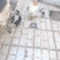 مرغ و جوجه|حیوانات مزرعه|مشهد, سیلو|دیوار