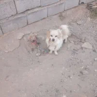 دوعدد سگ پاکوتا واگزار میشود