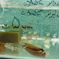 ماهی  گوشتخوار و گیاهخوار زینتی درشت فقط 50000ت|ماهی|مشهد, بهاران|دیوار