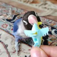 طوطی برزیلی دستی