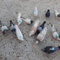 کبوتر پرشی تهرانی و مسافتی تعداد ۱۰تا|پرنده|اسلام‌شهر, شهرک مفیدی|دیوار