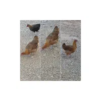 مرغ تخم گذار|حیوانات مزرعه|بهبهان, |دیوار