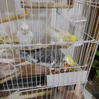 عروس هلندی دستی