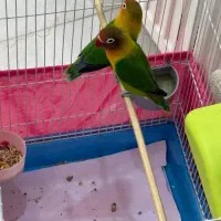 کوتوله برزیلی سرحال