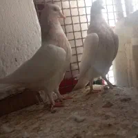 کبوتر|پرنده|بم, |دیوار