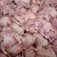 سلام تلفات مرغ برا حیوانات خونگی