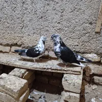 کبوتر .کفتر جفت مولد و جوجه دون خور