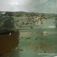 گلدفیش|ماهی|بردسکن, |دیوار