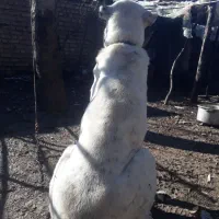 ماده آلابای اصیل.واگذاری|سگ|خان ببین, |دیوار