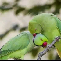 طوطی ملنگو جوجه و مولد|پرنده|قم, ناصردیوان|دیوار