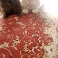 یک جفت گربه پرشین اصل|گربه|سبزوار, هویزه|دیوار